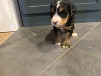 Aunt Becky , a female Bernedoodle for sale in Kennedy, NY – 2 of 3