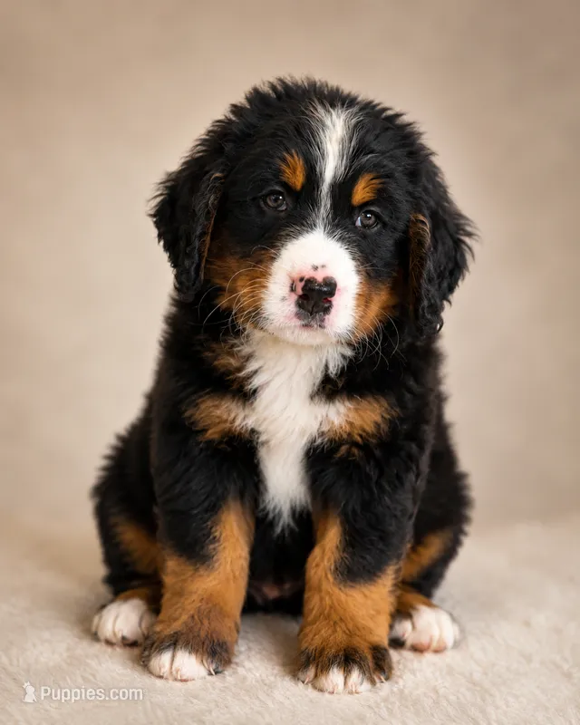 Jesse – Bernedoodle puppy for sale in Kennedy, NY