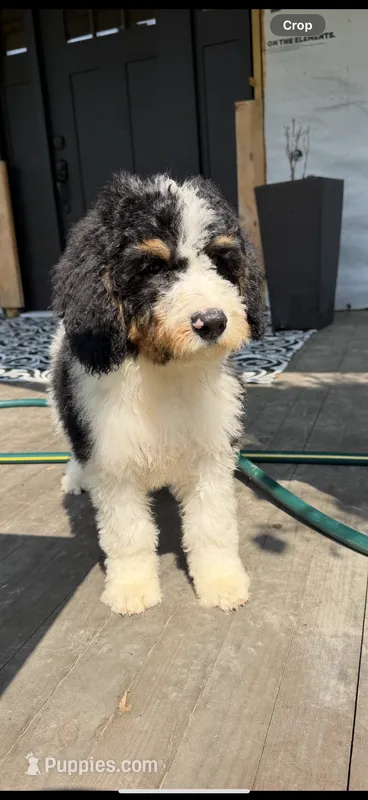 Bella – Bernedoodle puppy for sale in Kennedy, NY