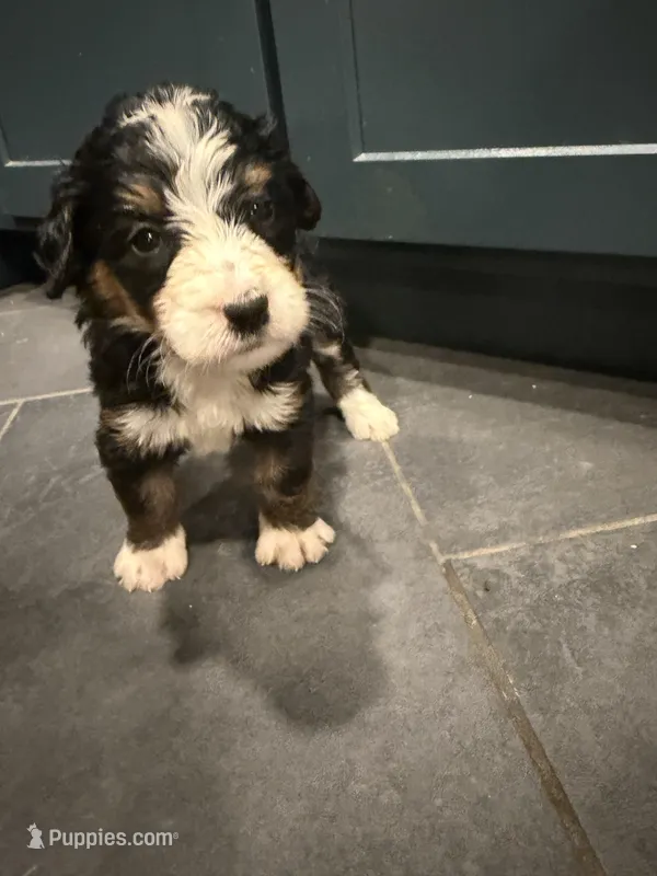 Stephanie – Bernedoodle puppy for sale in Kennedy, NY