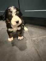 Stephanie, a female Bernedoodle for sale in Kennedy, NY – 1 of 2