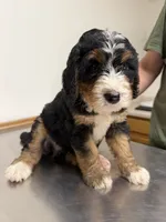 Hal, a male Bernedoodle for sale in Kennedy, NY – 1 of 2