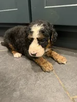 Kimmy , a female Bernedoodle for sale in Kennedy, NY – 2 of 3