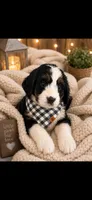 Max, a male Bernedoodle for sale in Kennedy, NY – 2 of 3