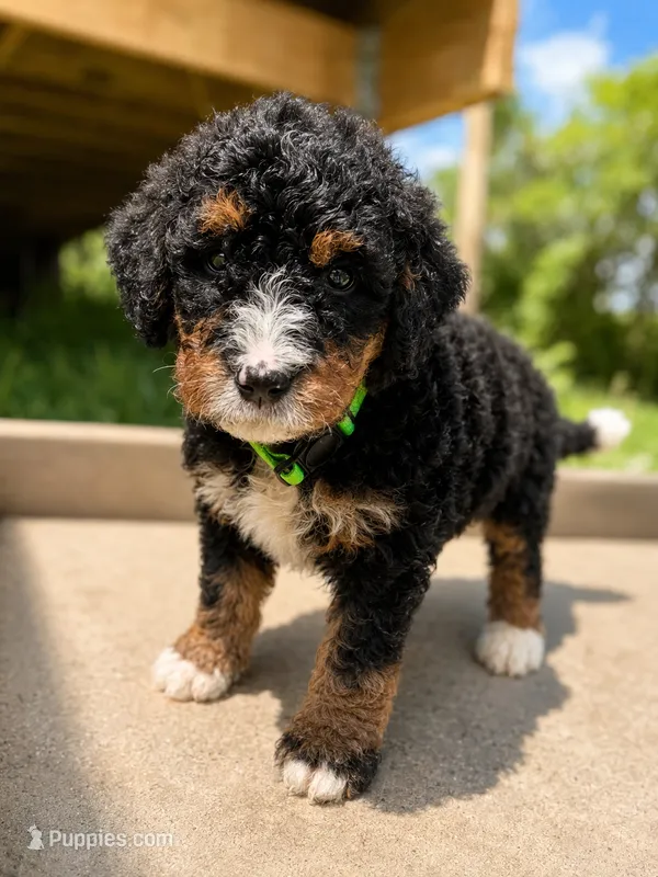 Michelle – Bernedoodle puppy for sale in Kennedy, NY