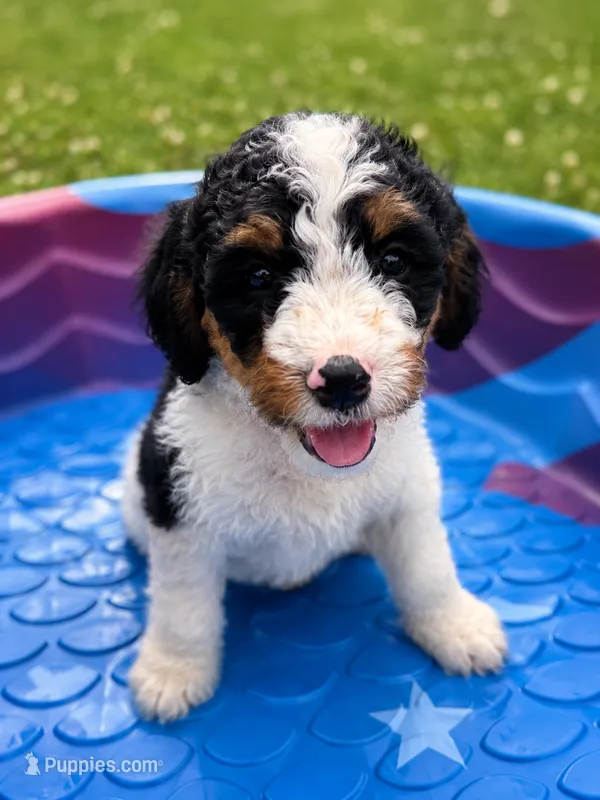 Michelle – Bernedoodle puppy for sale in Kennedy, NY