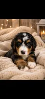 Malcolm, a male Bernedoodle for sale in Kennedy, NY – 1 of 1