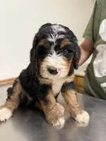 Hal, a male Bernedoodle for sale in Kennedy, NY – 2 of 2