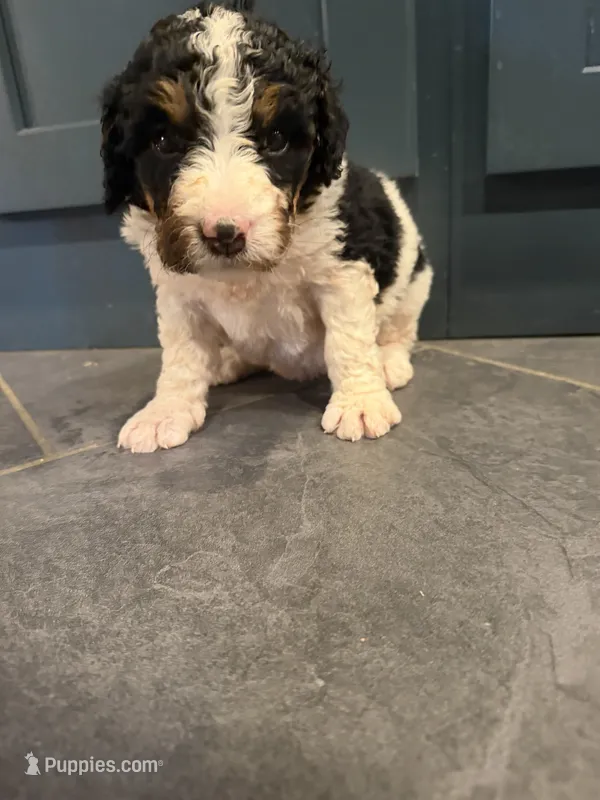 Michelle – Bernedoodle puppy for sale in Kennedy, NY