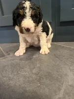 Michelle, a female Bernedoodle for sale in Kennedy, NY – 1 of 3