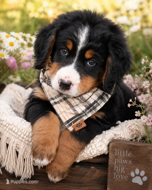 Jesse – Bernedoodle puppy for sale in Kennedy, NY
