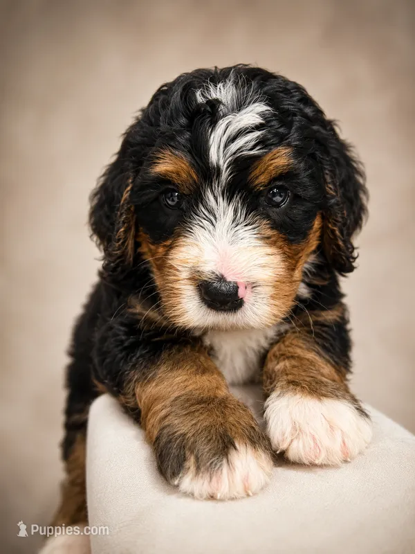Jamie – Bernedoodle puppy for sale in Kennedy, NY