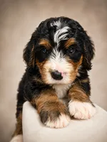 Jamie, a male Bernedoodle for sale in Kennedy, NY – 1 of 1