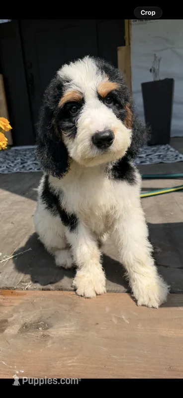 Comet – Bernedoodle puppy for sale in Kennedy, NY