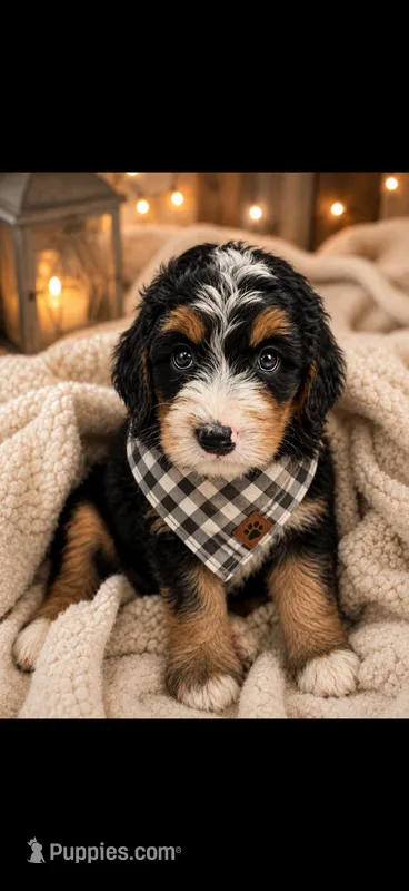 Hal – Bernedoodle puppy for sale in Kennedy, NY
