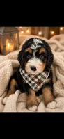 Lucky, a male Bernedoodle for sale in Kennedy, NY – 2 of 2