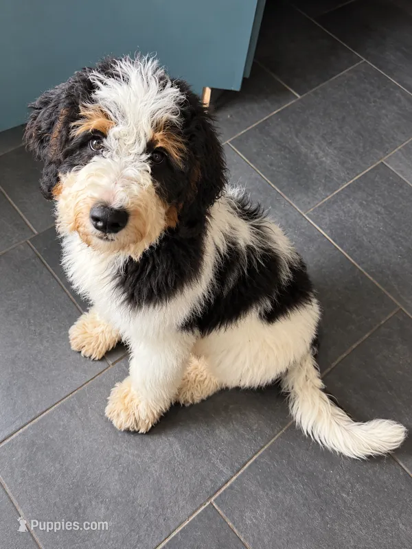 Comet – Bernedoodle puppy for sale in Kennedy, NY