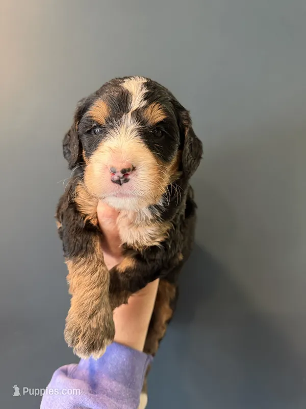 Malcolm – Bernedoodle puppy for sale in Kennedy, NY