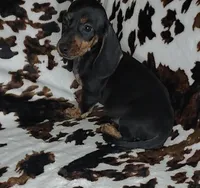 RIP, a male Dachshund and Miniature Dachshund for sale in Swink, OK – Photo 9 of 10