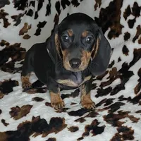RIP, a male Dachshund and Miniature Dachshund for sale in Swink, OK – Photo 7 of 10