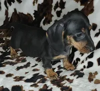 RIP, a male Dachshund and Miniature Dachshund for sale in Swink, OK – Photo 5 of 10