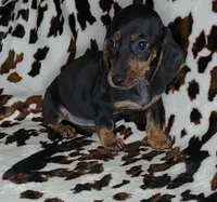 RIP, a male Dachshund and Miniature Dachshund for sale in Swink, OK – Photo 8 of 10