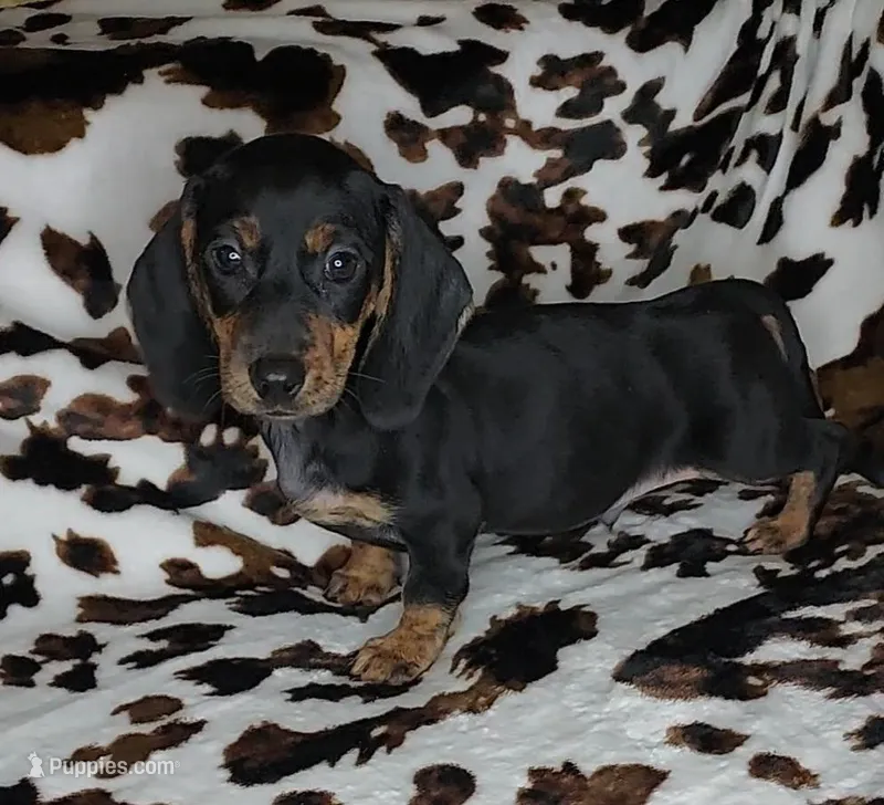 RIP – Dachshund, Miniature Dachshund puppy for sale in Swink, OK