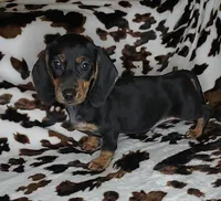 RIP, a male Dachshund and Miniature Dachshund for sale in Swink, OK – Photo 1 of 10