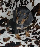 RIP, a male Dachshund and Miniature Dachshund for sale in Swink, OK – Photo 10 of 10