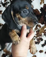 RIP, a male Dachshund and Miniature Dachshund for sale in Swink, OK – Photo 4 of 10