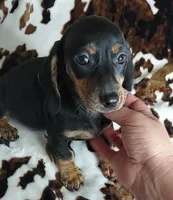 RIP, a male Dachshund and Miniature Dachshund for sale in Swink, OK – Photo 6 of 10