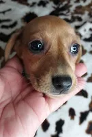 REBA , a female Dachshund and Miniature Dachshund for sale in Swink, OK – Photo 3 of 9