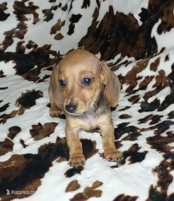 REBA  – Dachshund, Miniature Dachshund puppy for sale in Swink, OK