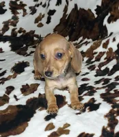 REBA , a female Dachshund and Miniature Dachshund for sale in Swink, OK – Photo 1 of 9