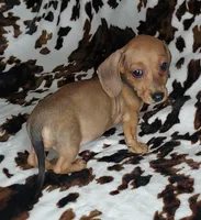 REBA , a female Dachshund and Miniature Dachshund for sale in Swink, OK – Photo 7 of 9