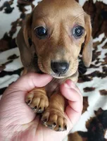 REBA , a female Dachshund and Miniature Dachshund for sale in Swink, OK – Photo 4 of 9