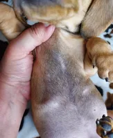 REBA , a female Dachshund and Miniature Dachshund for sale in Swink, OK – Photo 9 of 9