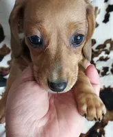 REBA , a female Dachshund and Miniature Dachshund for sale in Swink, OK – Photo 5 of 9