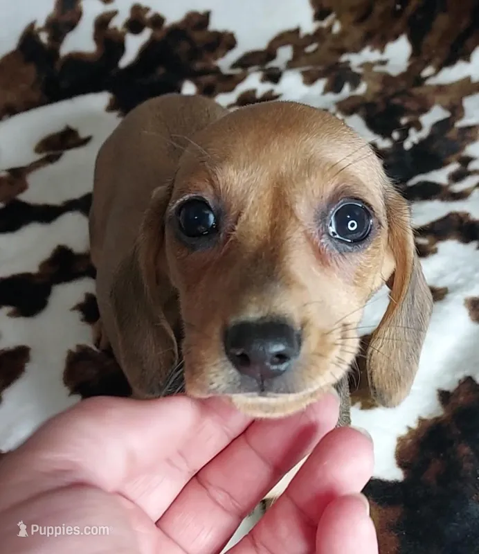 REBA  – Dachshund, Miniature Dachshund puppy for sale in Swink, OK