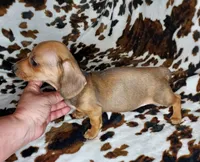 REBA , a female Dachshund and Miniature Dachshund for sale in Swink, OK – Photo 2 of 9