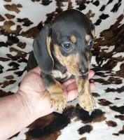 ROLO, a male Dachshund and Miniature Dachshund for sale in Swink, OK – Photo 5 of 10