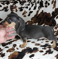 ROLO, a male Dachshund and Miniature Dachshund for sale in Swink, OK – Photo 2 of 10