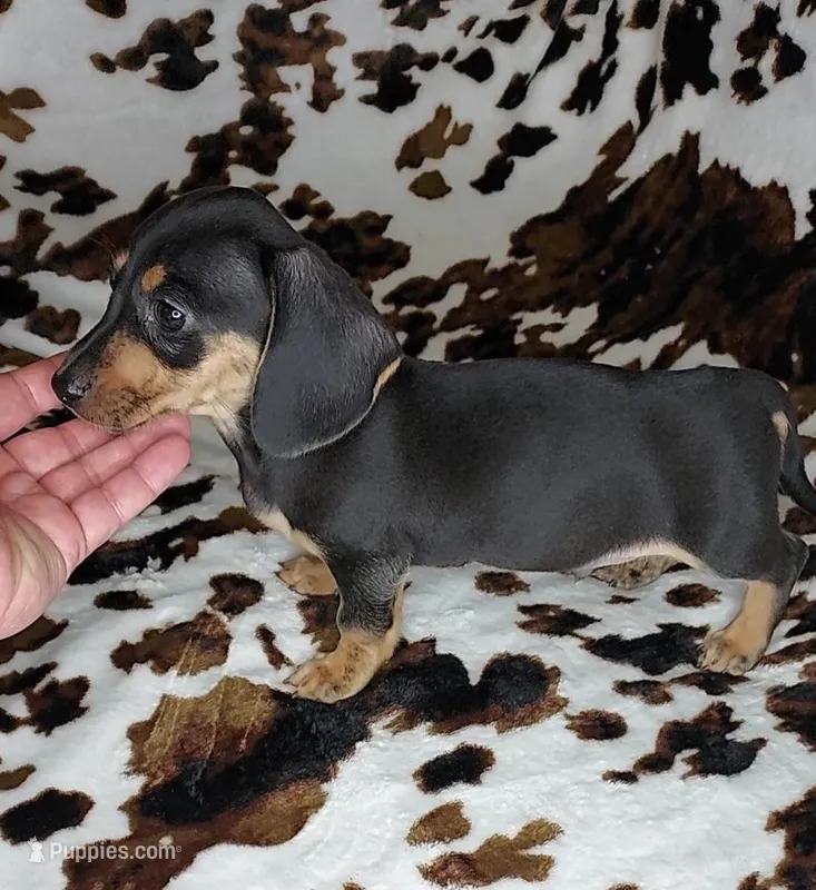 ROLO – Dachshund, Miniature Dachshund puppy for sale in Swink, OK