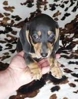 ROLO, a male Dachshund and Miniature Dachshund for sale in Swink, OK – Photo 4 of 10