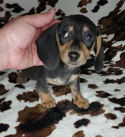 ROLO, a male Dachshund and Miniature Dachshund for sale in Swink, OK – Photo 9 of 10