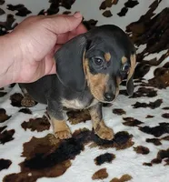 ROLO, a male Dachshund and Miniature Dachshund for sale in Swink, OK – Photo 8 of 10