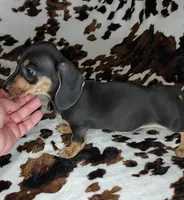 ROLO, a male Dachshund and Miniature Dachshund for sale in Swink, OK – Photo 6 of 10