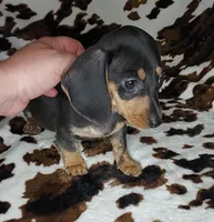 ROLO, a male Dachshund and Miniature Dachshund for sale in Swink, OK – Photo 7 of 10