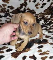 RUPERT , a male Dachshund and Miniature Dachshund for sale in Swink, OK – Photo 5 of 10