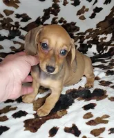 RUPERT , a male Dachshund and Miniature Dachshund for sale in Swink, OK – Photo 2 of 10